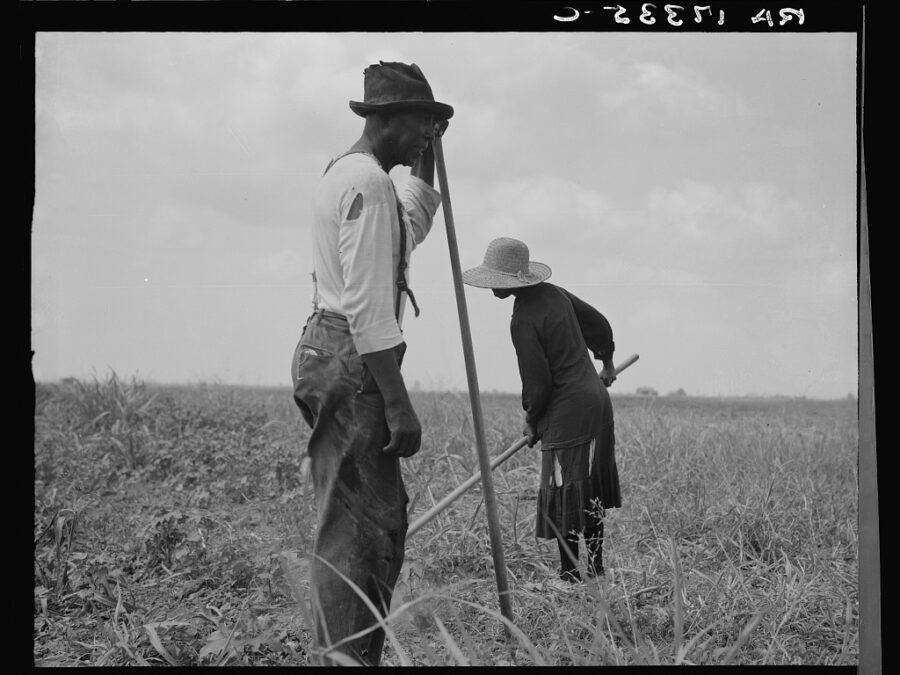 A Black man and woman wearing tattered clothing work with hoes in a cotton field.