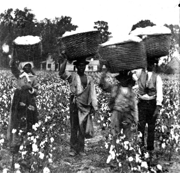 Photograph of four African Americans in a cotton field carrying baskets of cotton on their heads in or near Richmond County, Georgia, late 19th century